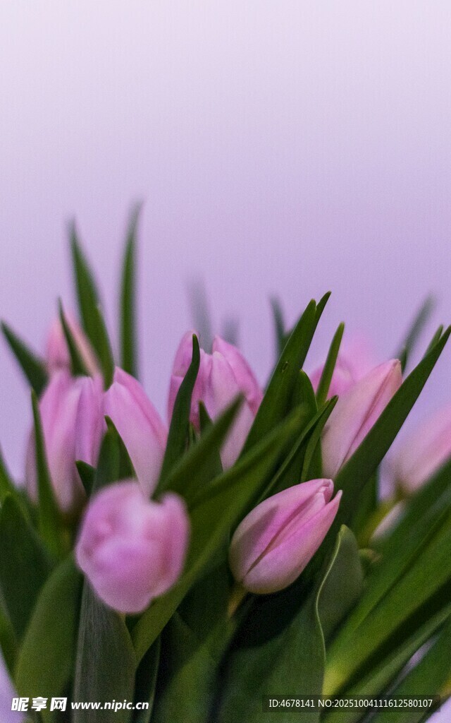 粉色郁金香花卉特寫
