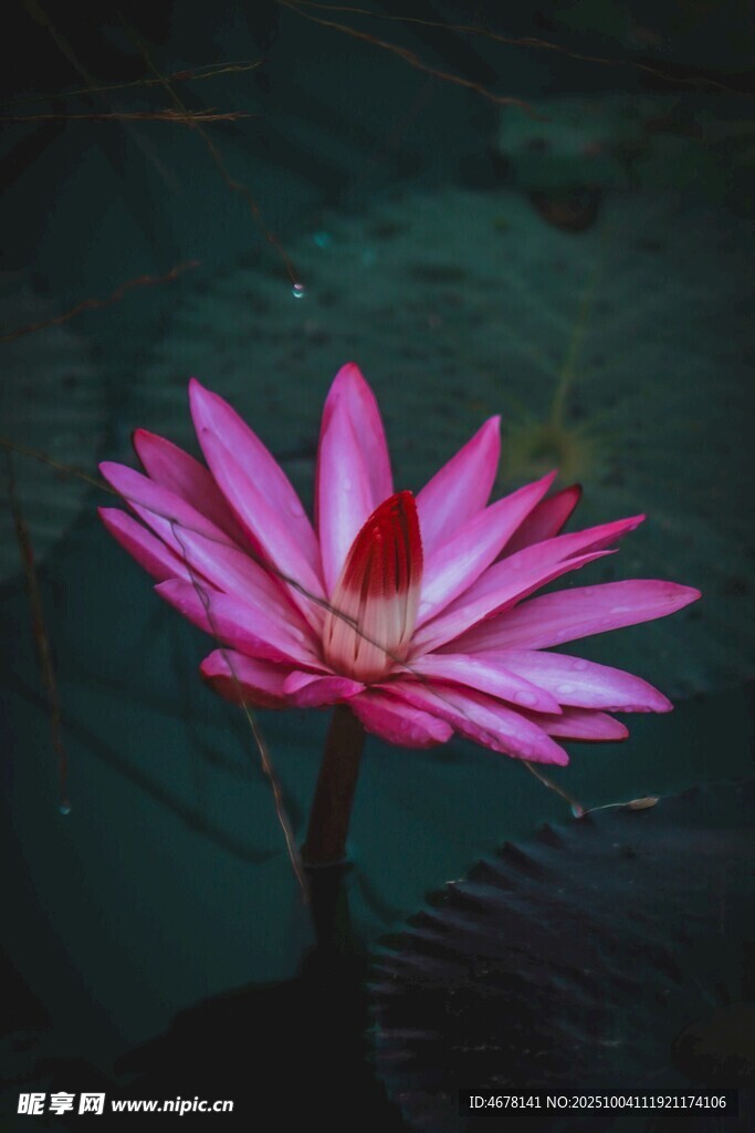 嬌艷綻放的水中粉蓮花