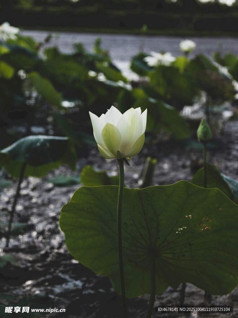 潔白荷花綻放于綠葉間