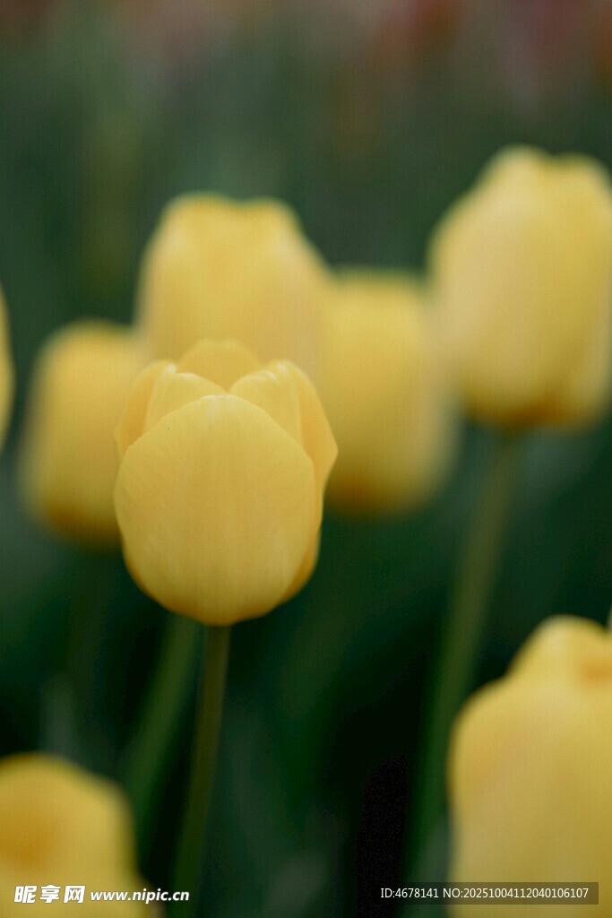 黃色郁金香花卉特寫