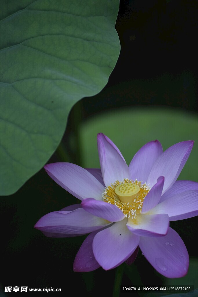 紫色荷花特寫