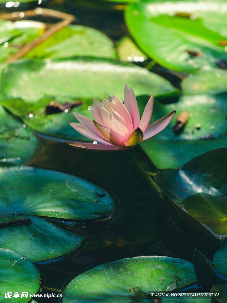 水中綻放的嬌艷粉色睡蓮