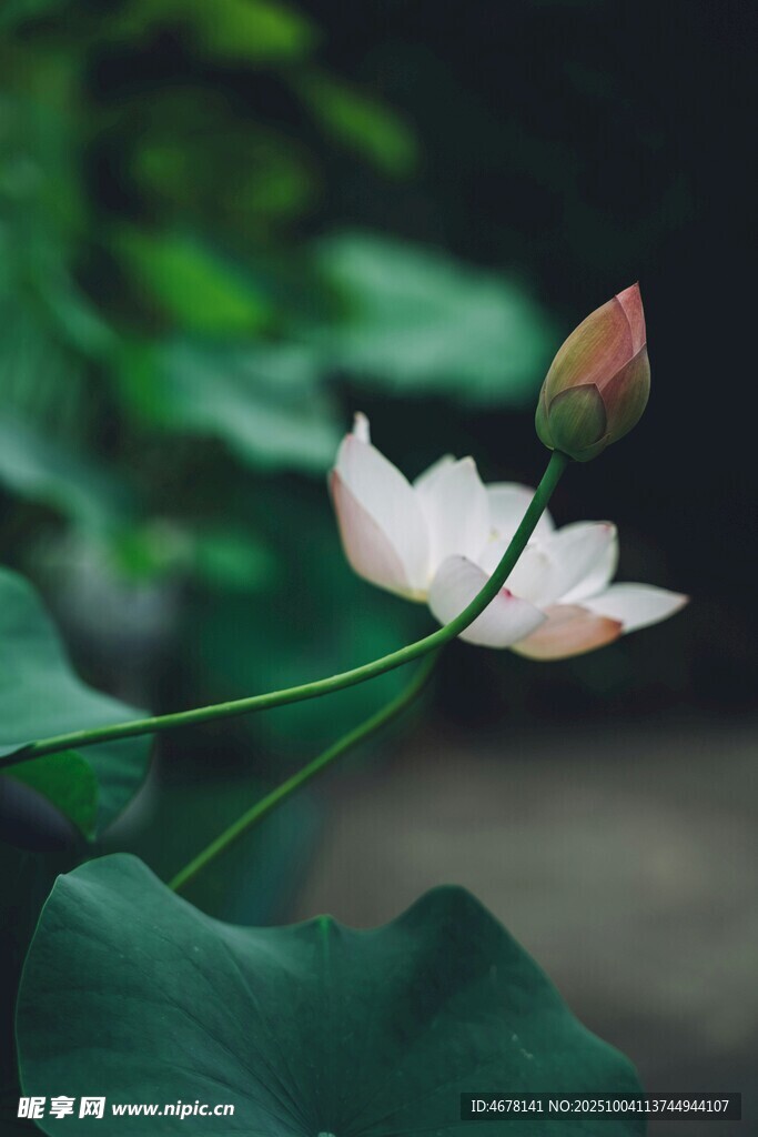 白荷綻放于綠葉間
