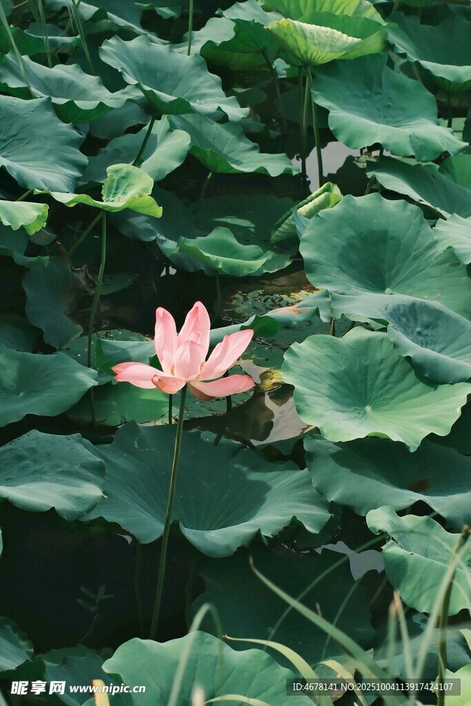 粉色荷花綻放于綠葉間