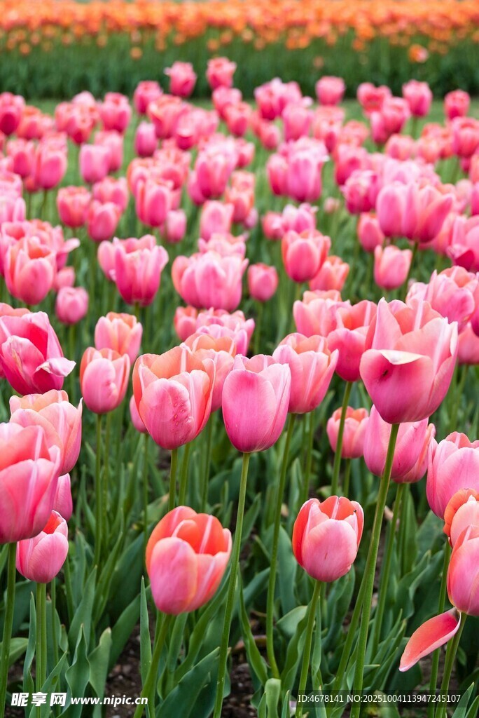 粉色郁金香花海