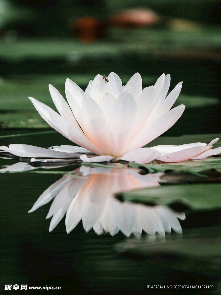 水中綻放的圣潔白蓮花