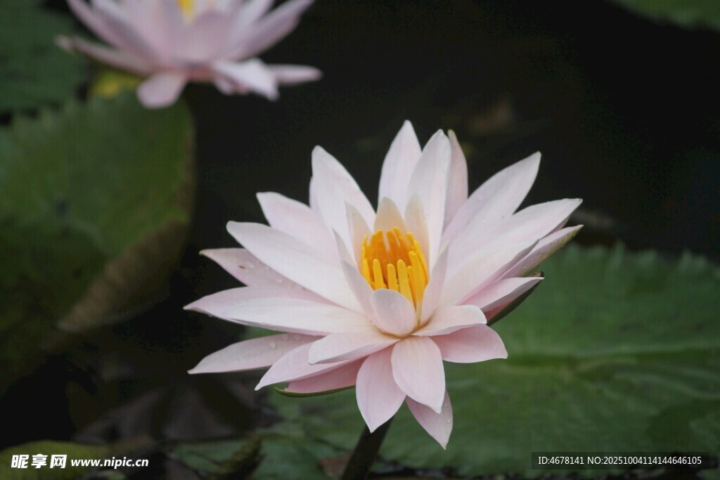 粉色睡蓮綻放