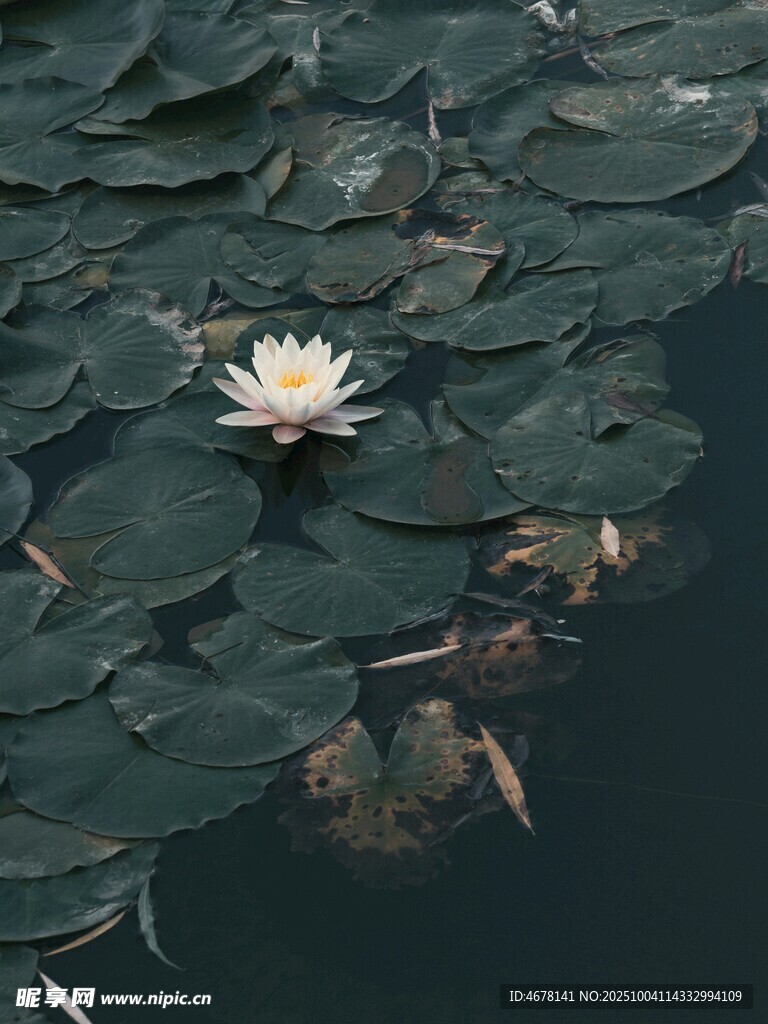 水中白睡蓮與蓮葉相依