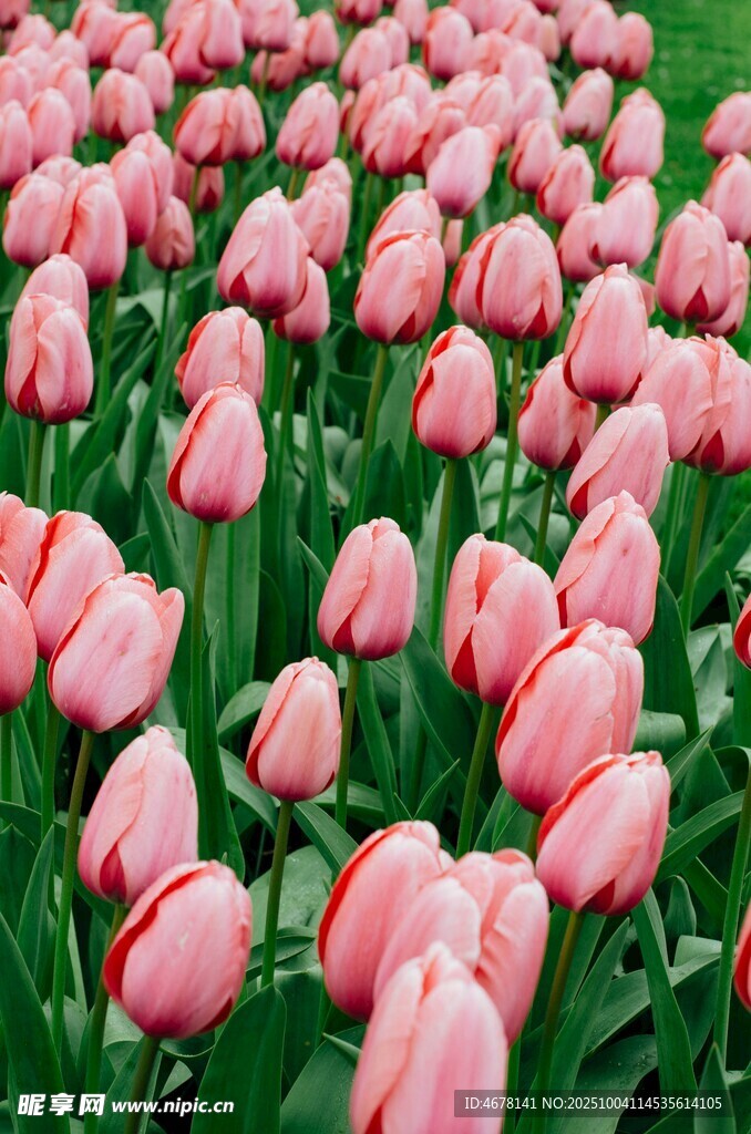 粉色郁金香花海