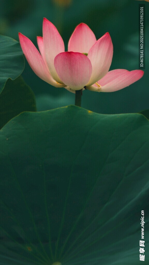 嬌艷荷花綻放綠葉間