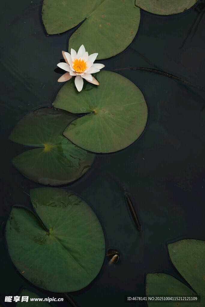 水中綻放的白色睡蓮