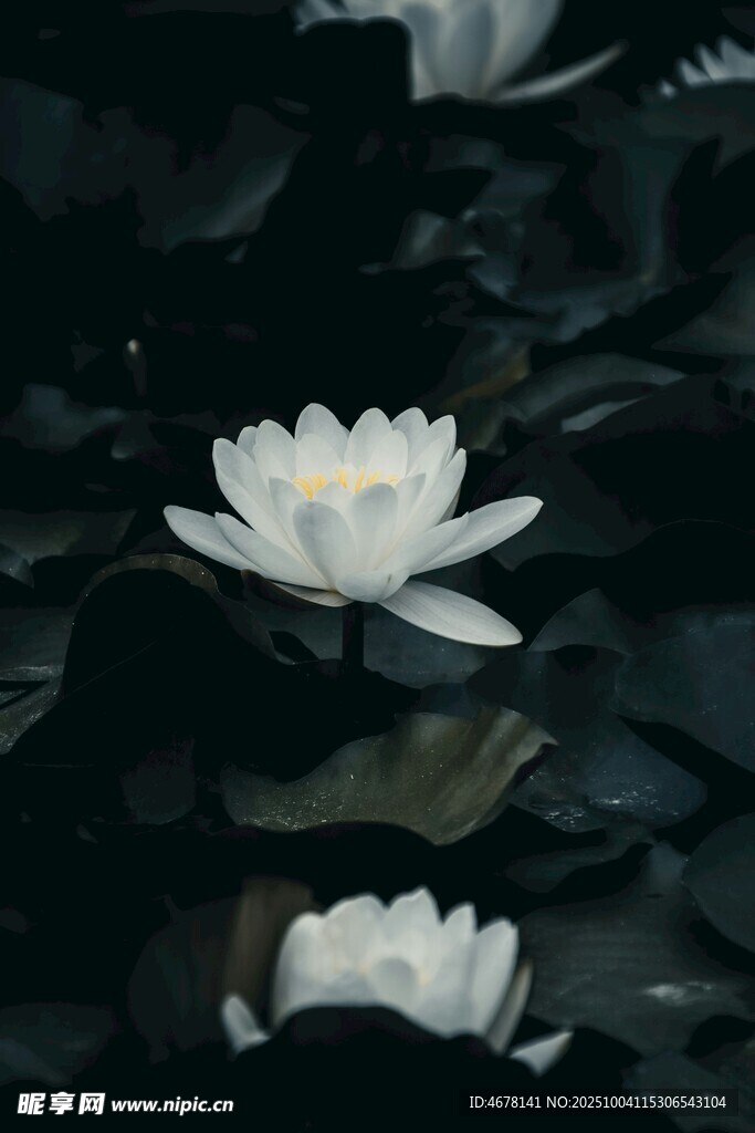 水中綻放的潔白睡蓮