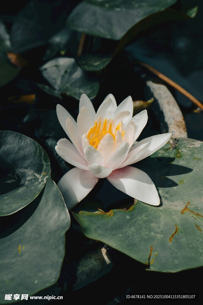 白色睡蓮綻放于綠葉間