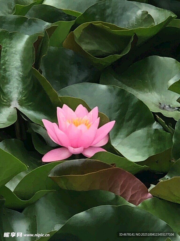 粉色睡蓮綻放于綠葉間