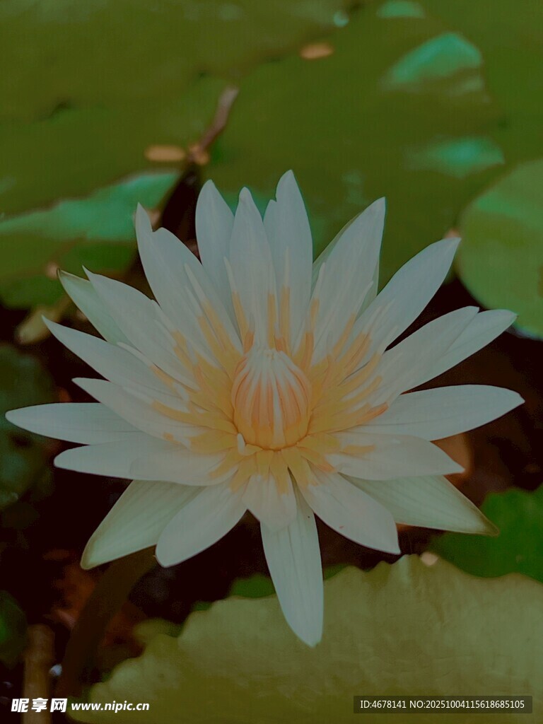 白色睡蓮綻放