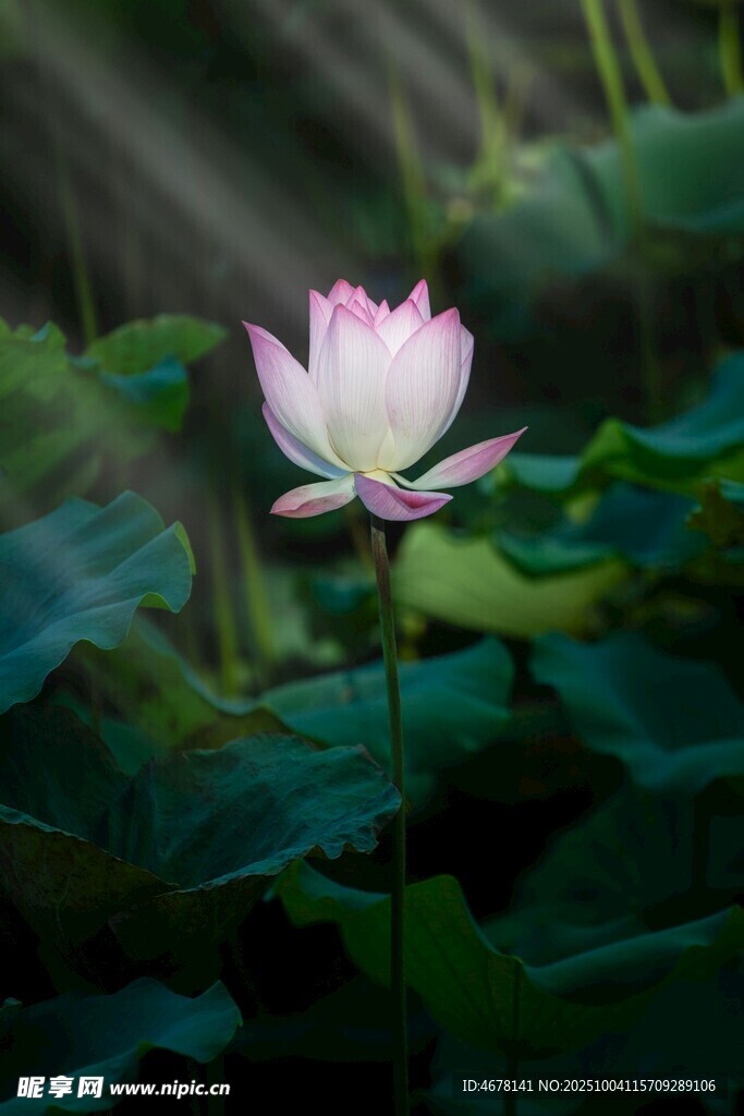 陽(yáng)光下綻放的美麗白蓮花