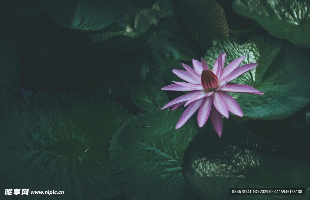 紫色小花綻放于綠葉間
