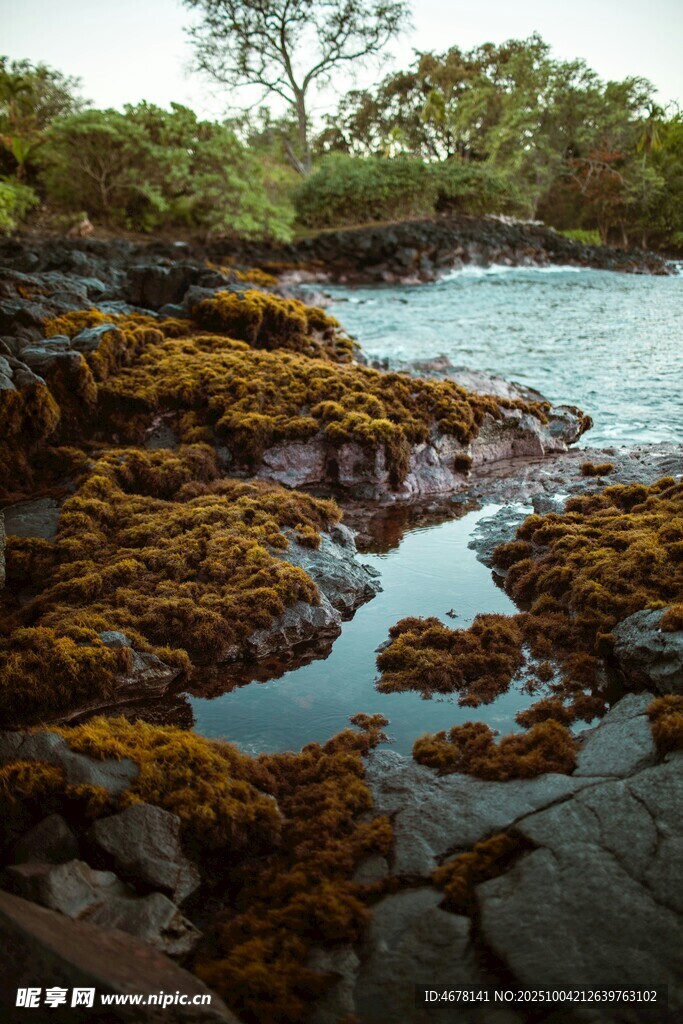 海岸邊布滿苔蘚的嶙峋礁石