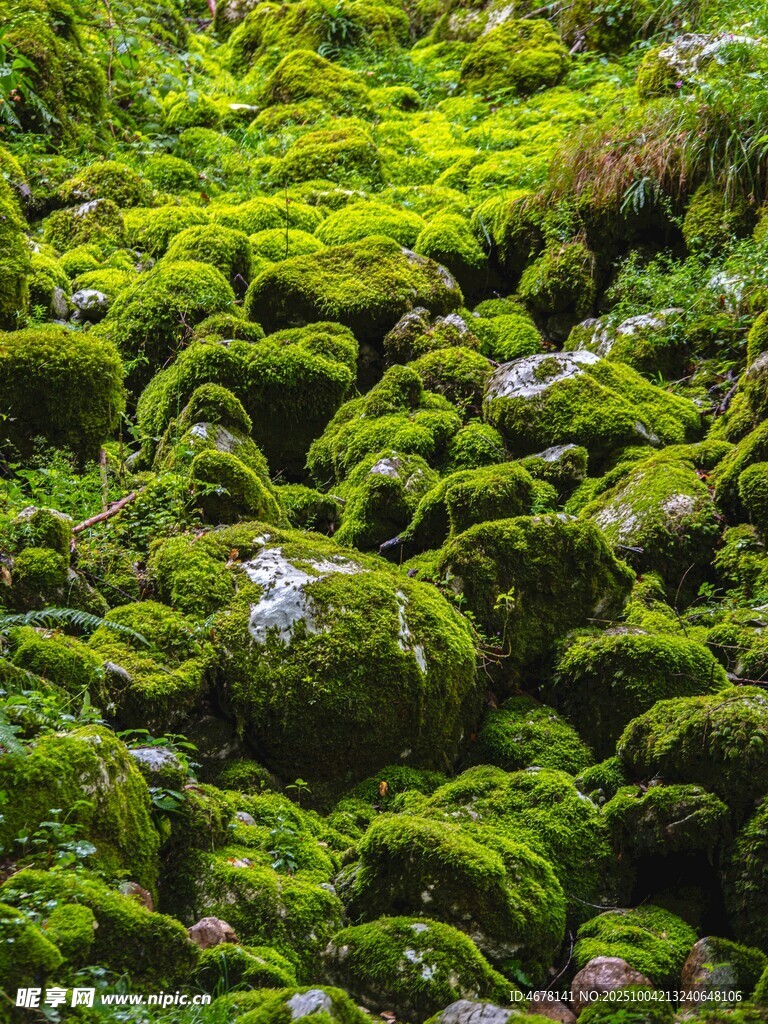 翠綠苔蘚覆蓋的巖石景觀