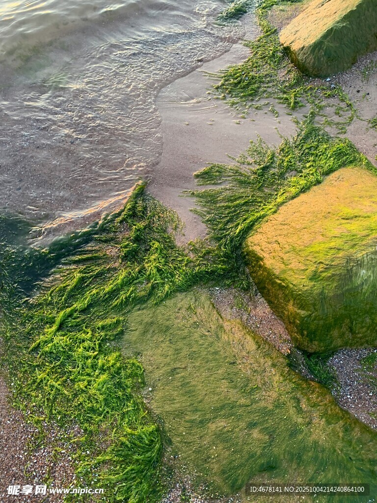 水邊覆綠苔的石塊景觀