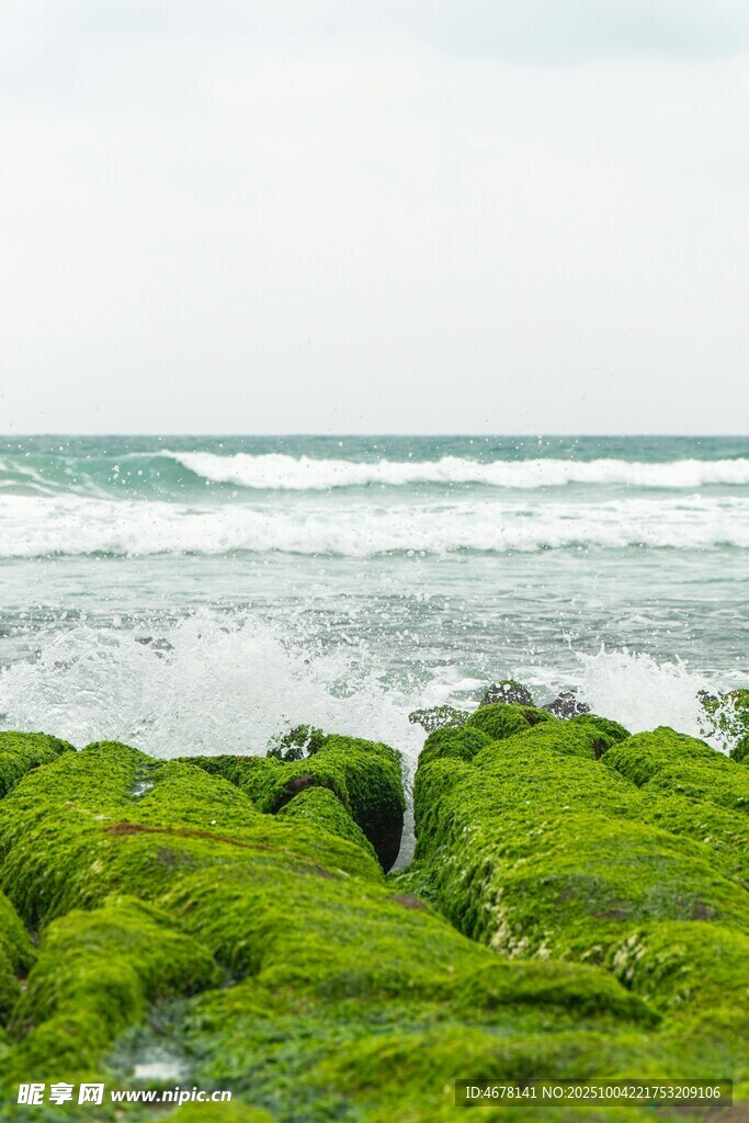 海邊覆綠苔的礁石景觀
