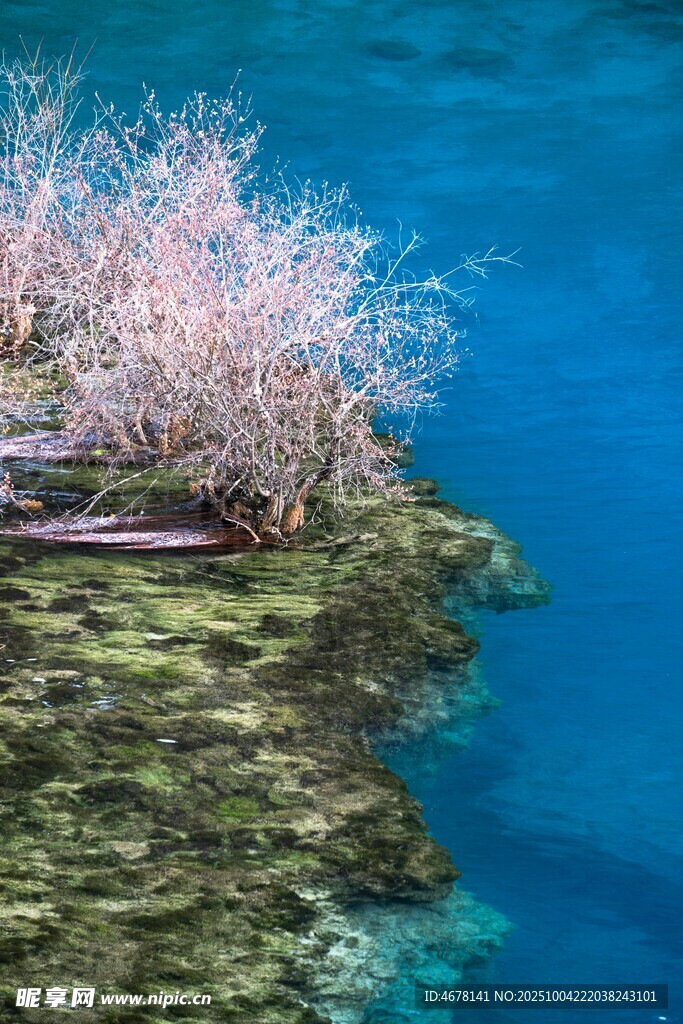藍(lán)水畔的粉色植物景觀