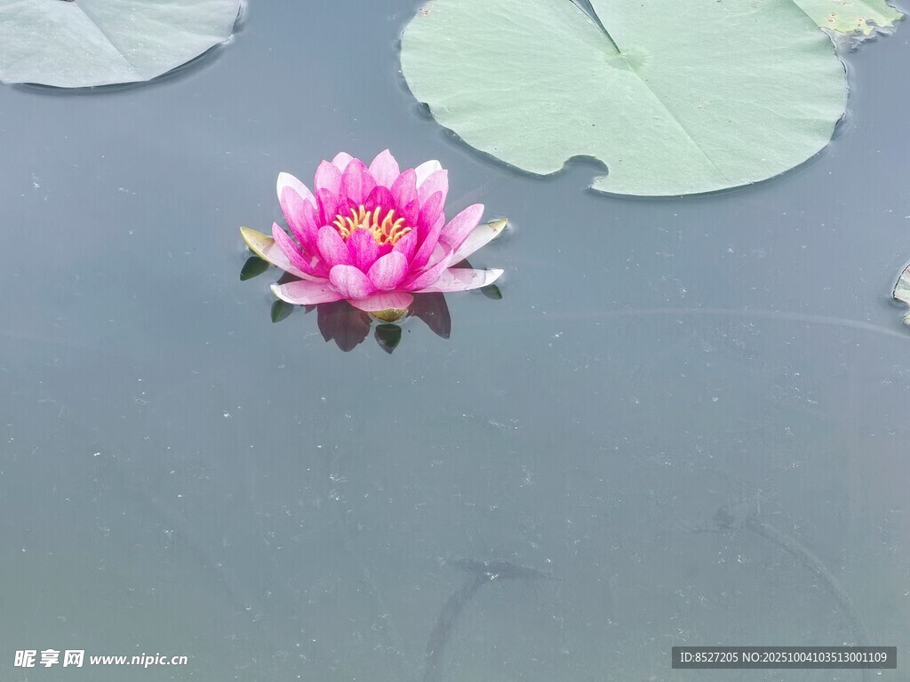 水中綻放的嬌艷粉色睡蓮