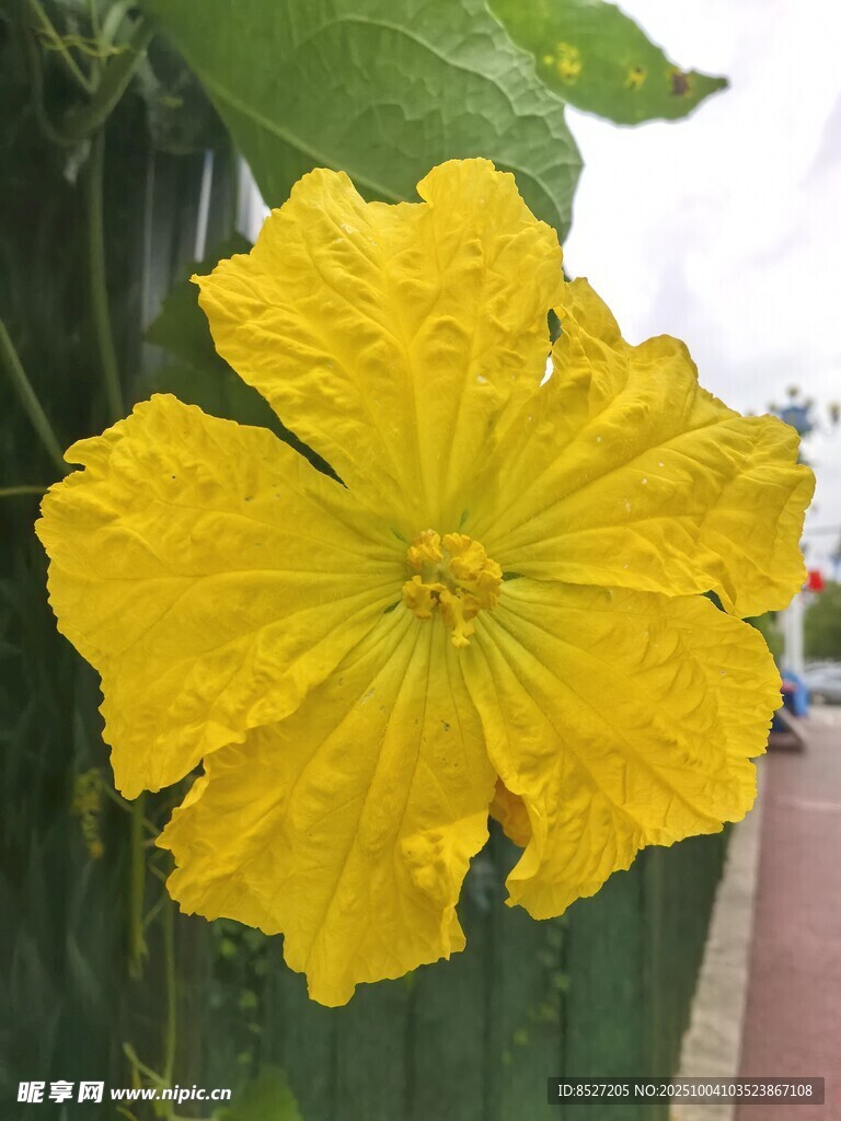 嬌艷綻放的黃色絲瓜花