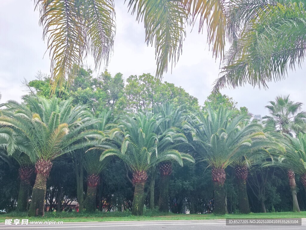 熱帶棕櫚樹(shù)林景觀