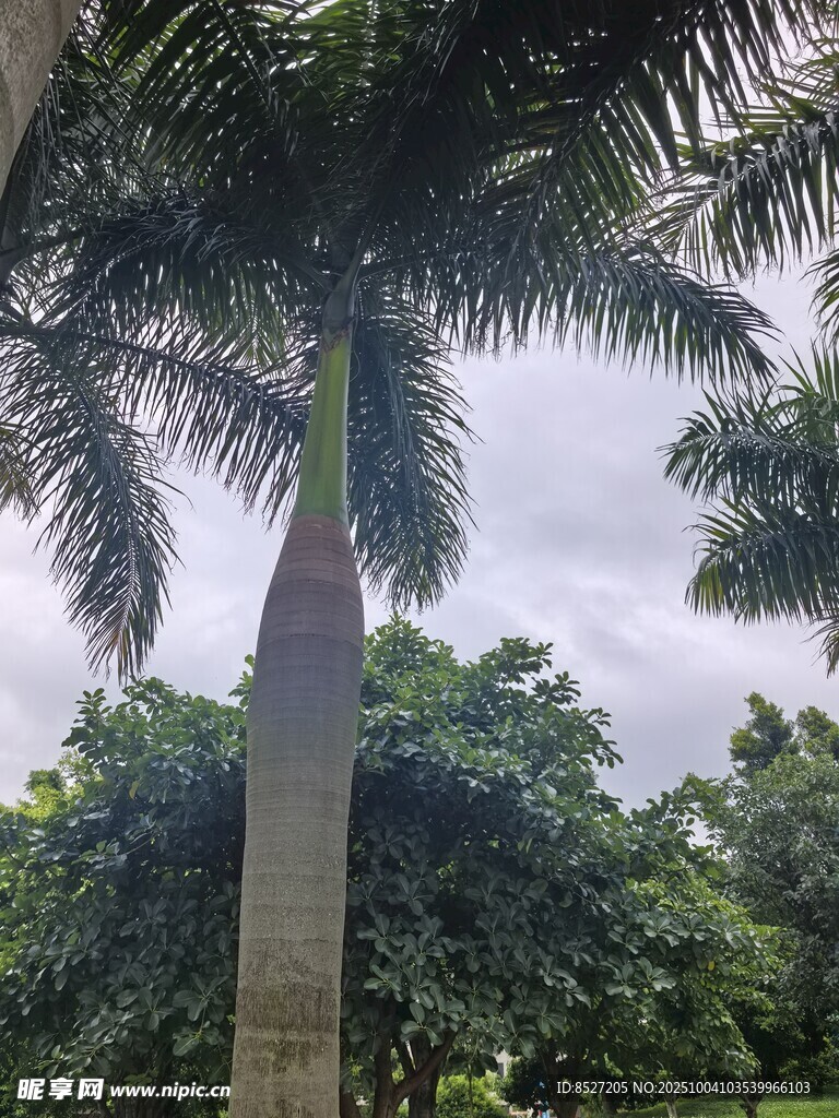 高大棕櫚樹與繁茂綠植