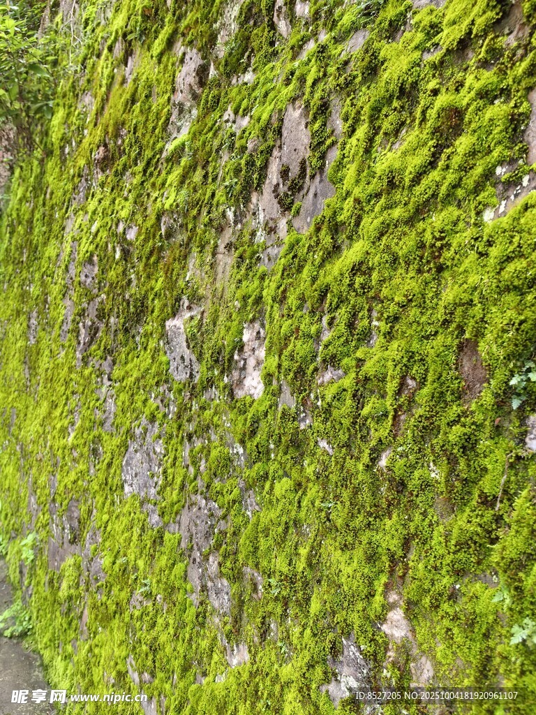 翠綠苔蘚覆蓋的石壁