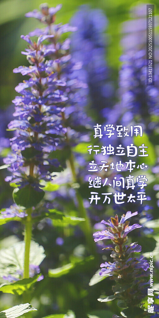 紫色薰衣草 手機壁紙
