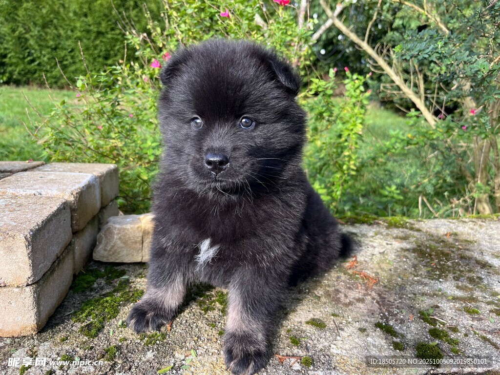 可愛小黑狗坐于綠植旁