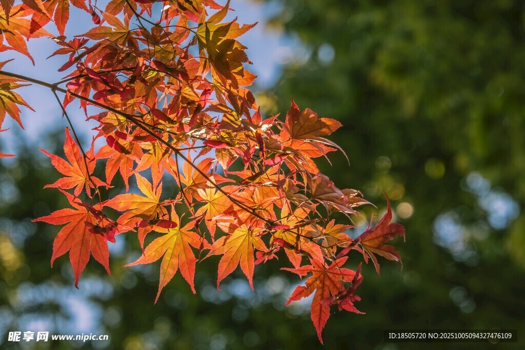 秋日紅楓葉特寫(xiě)