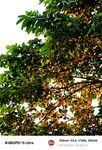 夕陽(yáng)照亮的樹葉