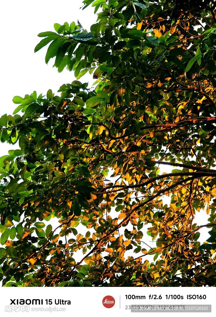夕陽(yáng)照亮的樹葉