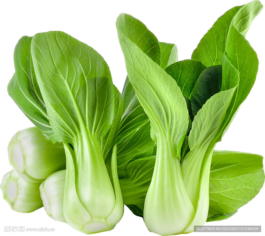 新鮮小白菜