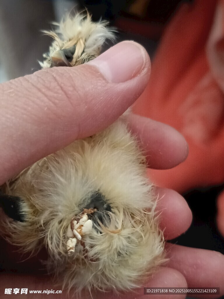 手捧毛茸茸小鳥(niǎo)特寫