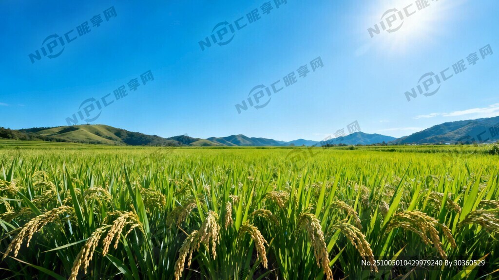藍(lán)藍(lán)的天空 一望無垠的稻田