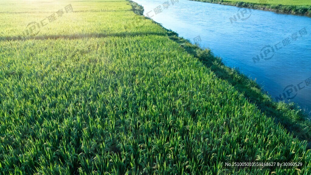 藍(lán)藍(lán)的天空 一望無垠的稻田