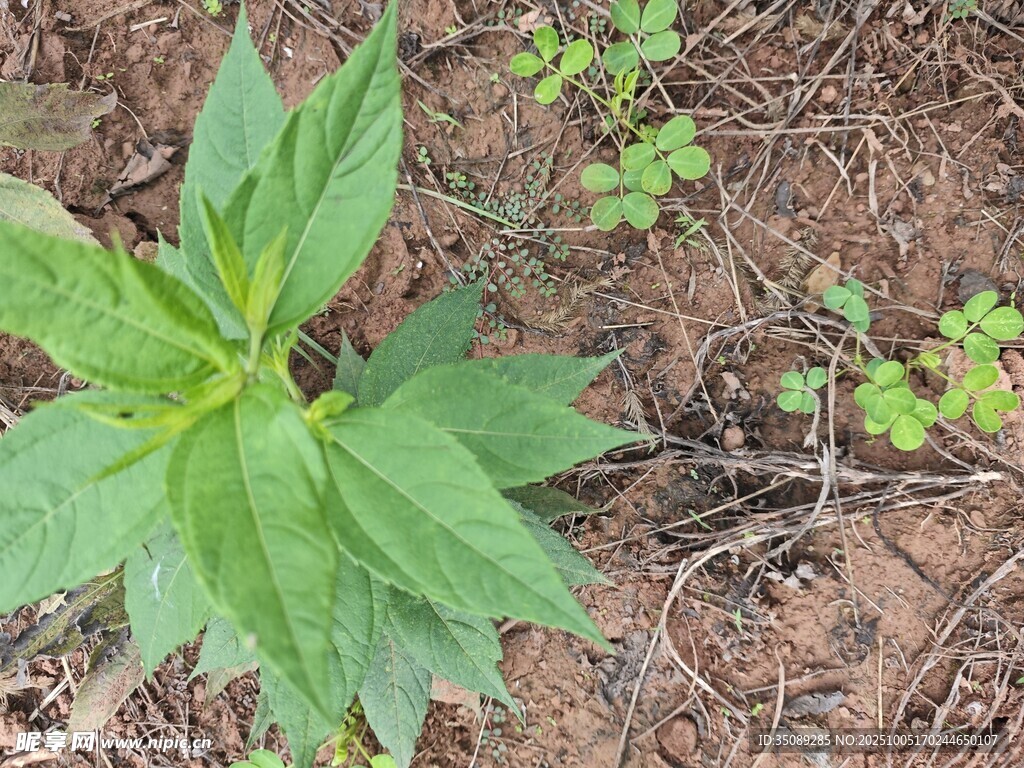 野外生長的綠色植物