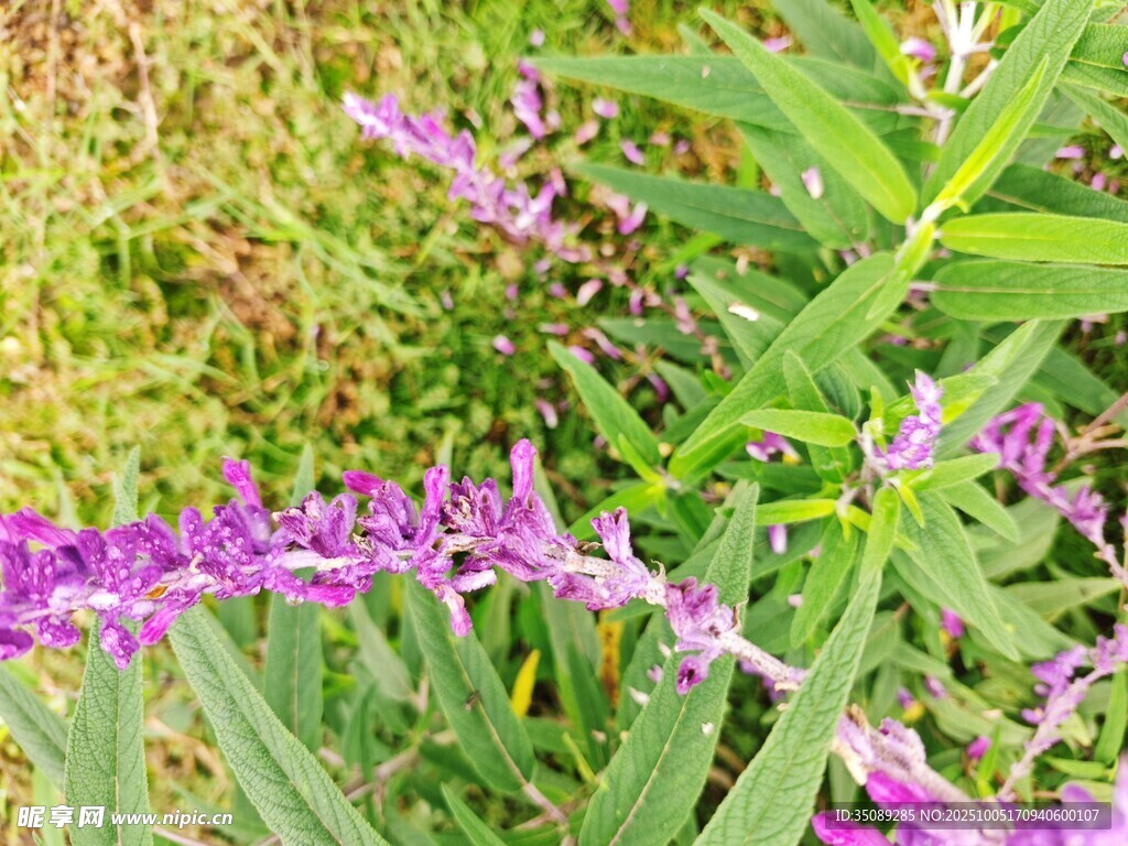 紫色花卉特寫(xiě)
