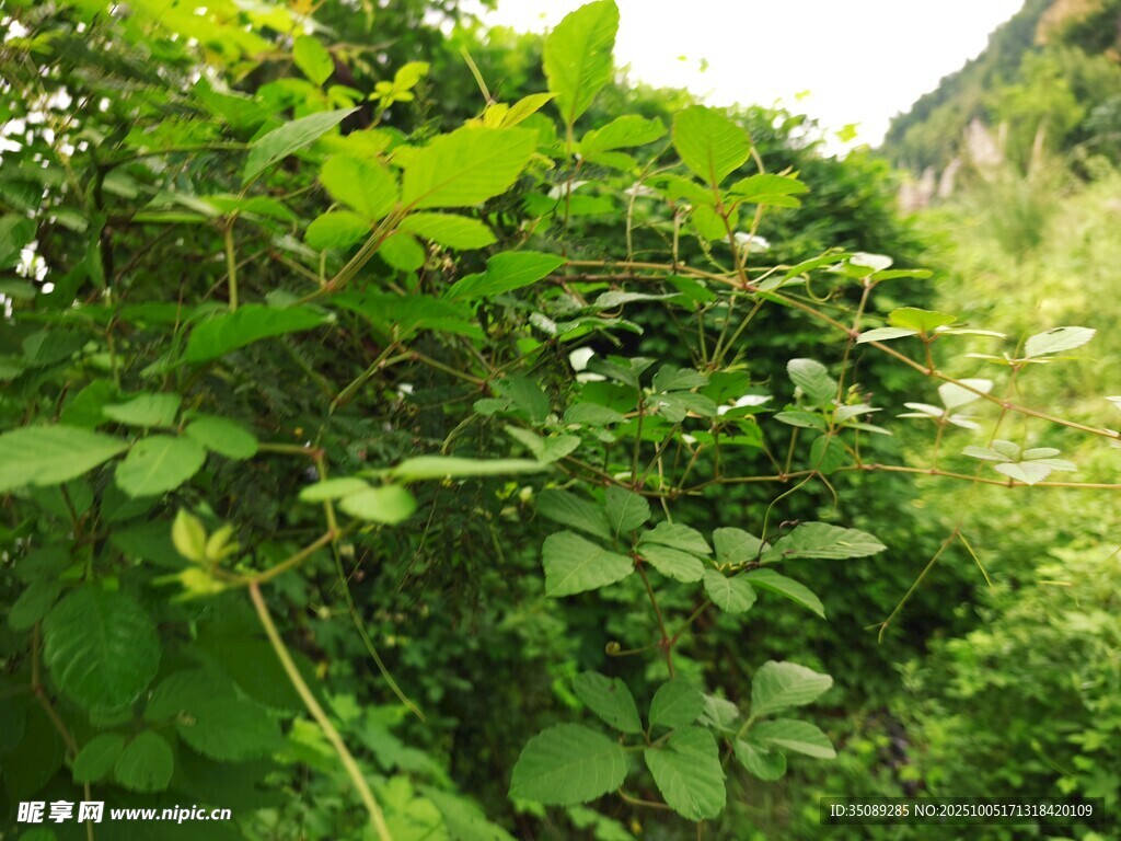 繁茂綠植自然清新景象