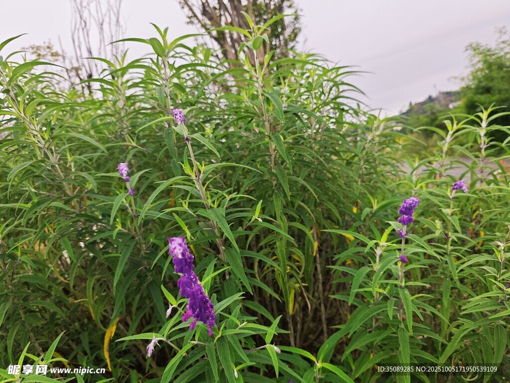 野外紫色花卉與綠色植物