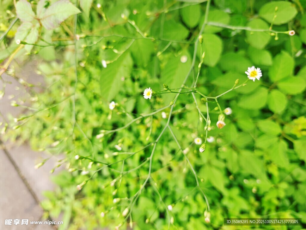 翠綠植物中的小白花