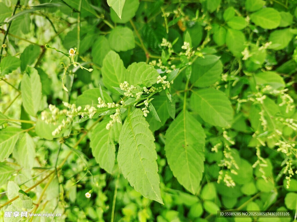 翠綠繁茂的清新植物