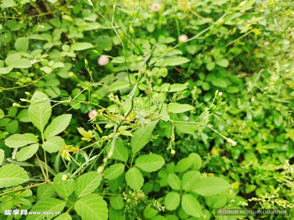 繁茂的綠色植物景觀