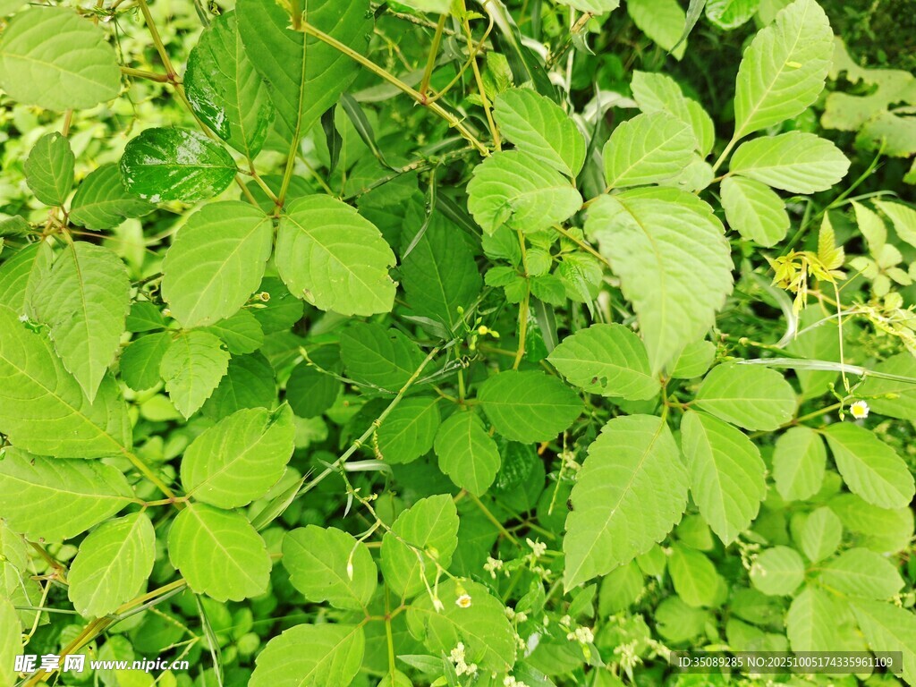 翠綠繁茂的植物葉片