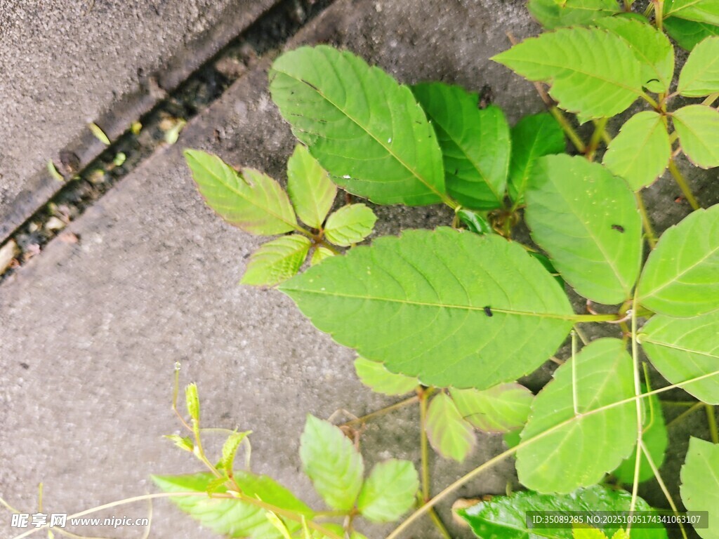 墻邊嫩綠植物生機(jī)盎然