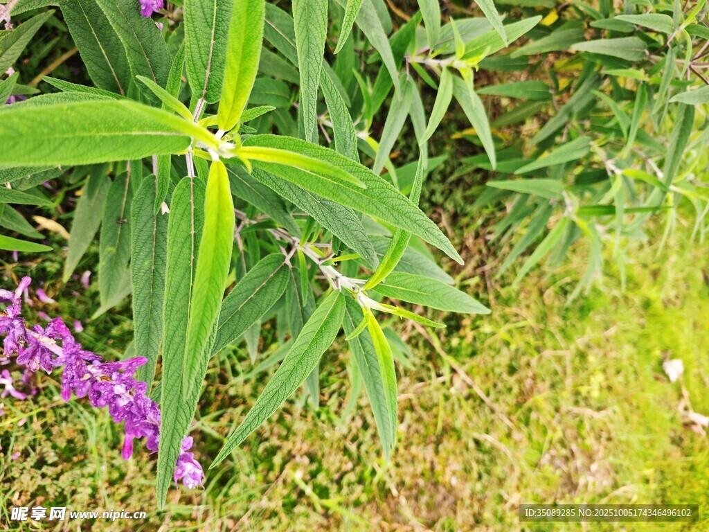 綠葉紫花的自然景致